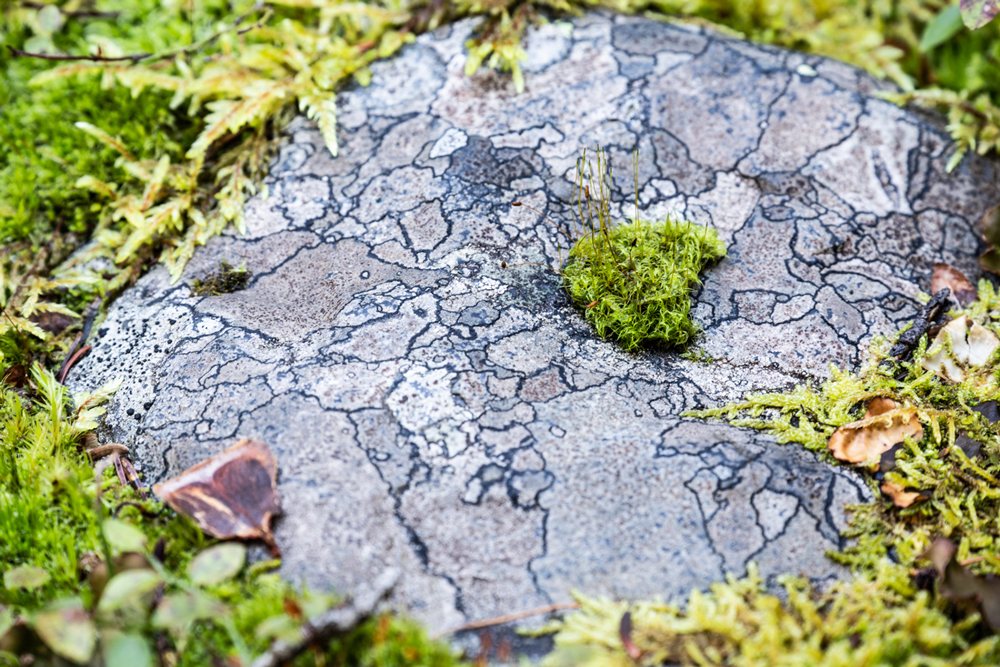 MOSS, FourPoint-Photography, Outdoor-Photography,