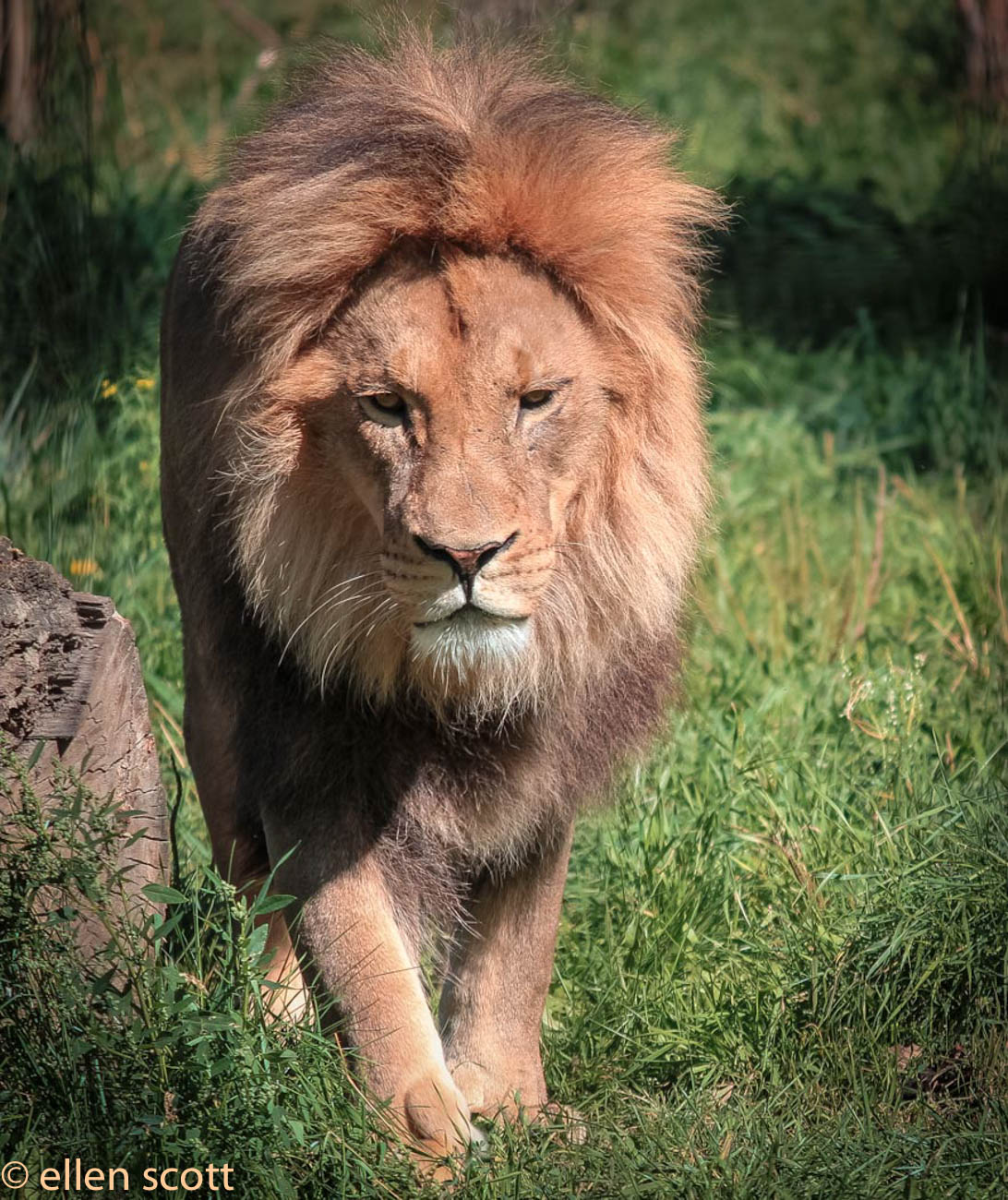 FourPoint Photography, Lion
